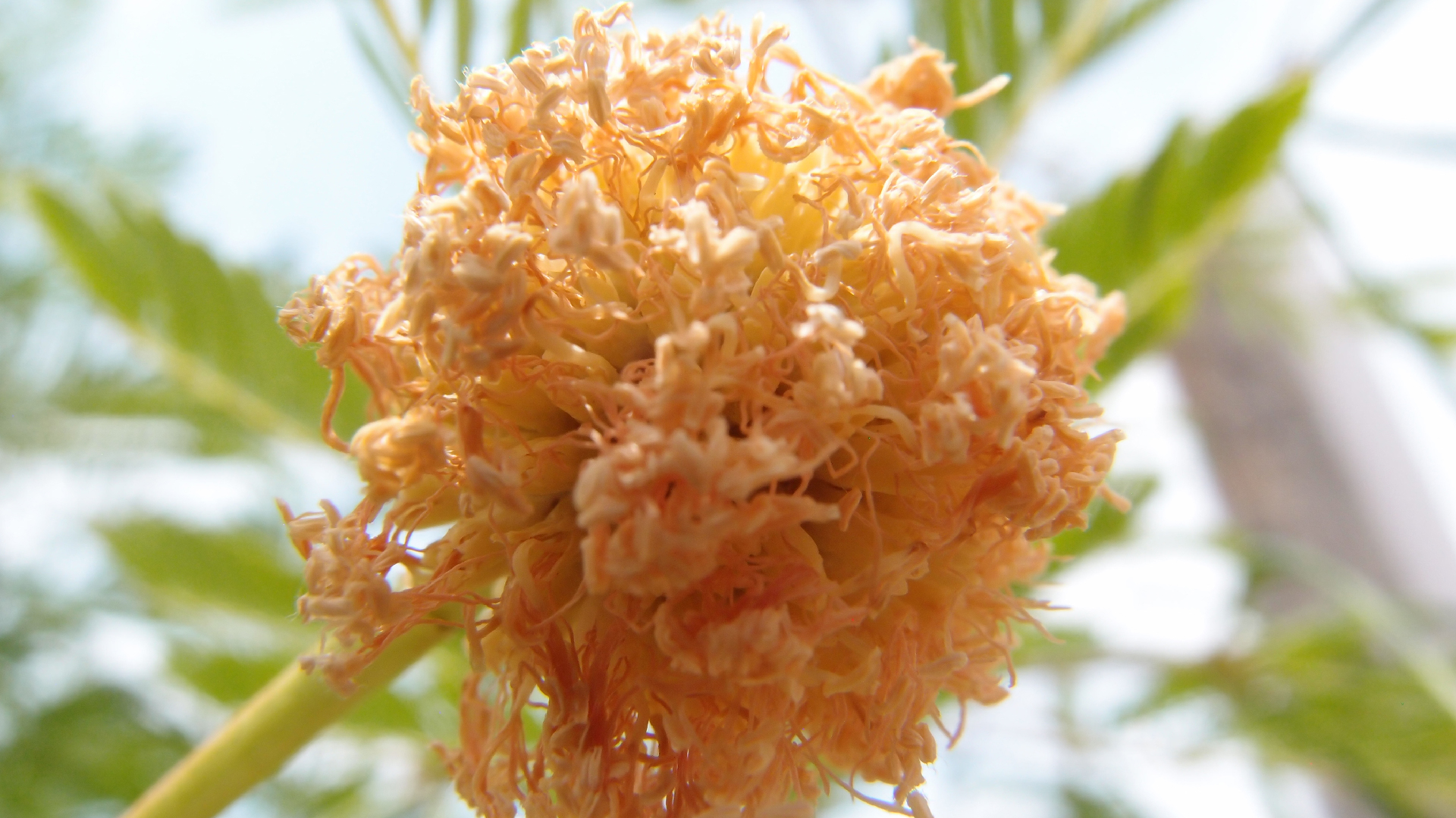 2022-04-25 Cas Abao (Foto)