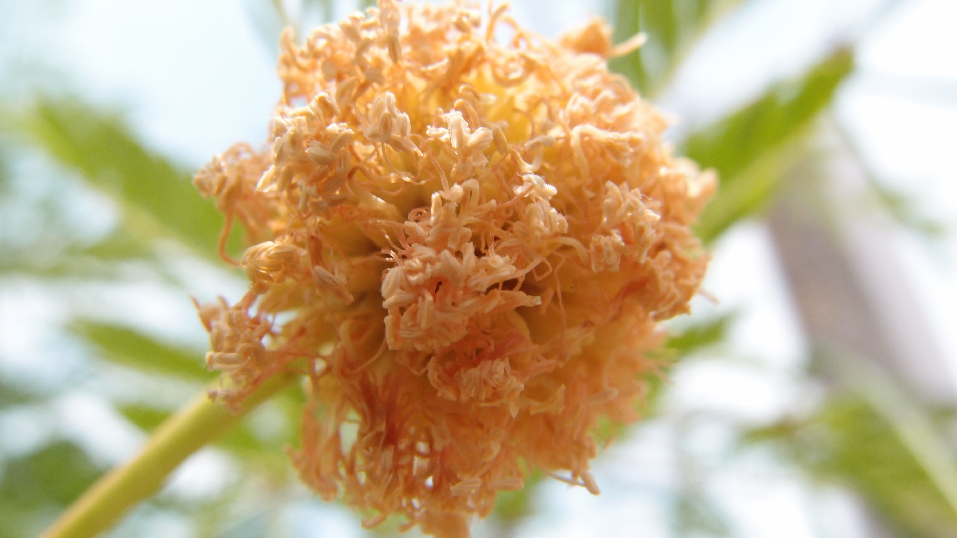 2022-04-25 Cas Abao (Foto)