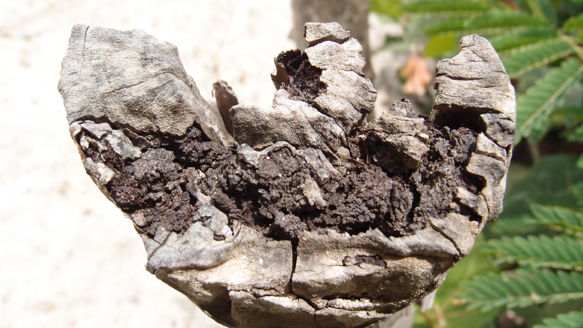 2022-04-25 Cas Abao (Foto)