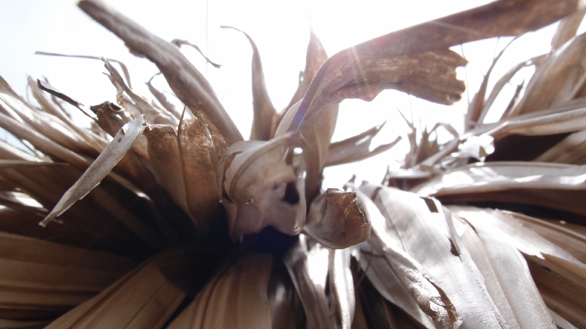 2022-04-25 Cas Abao (Foto)