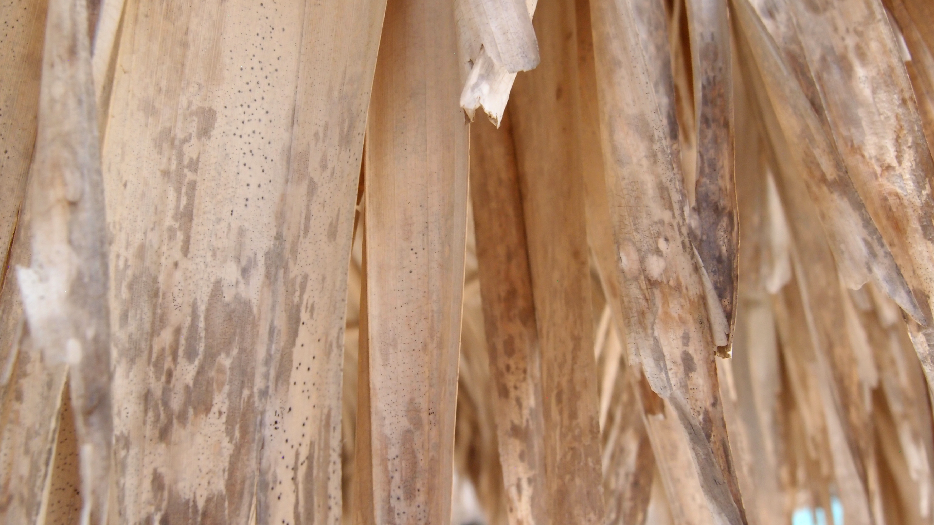 2022-04-25 Cas Abao (Foto)