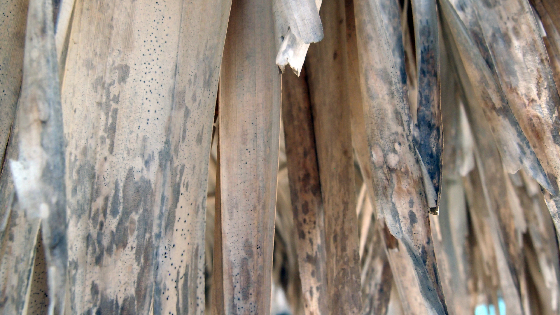 2022-04-25 Cas Abao (Foto)