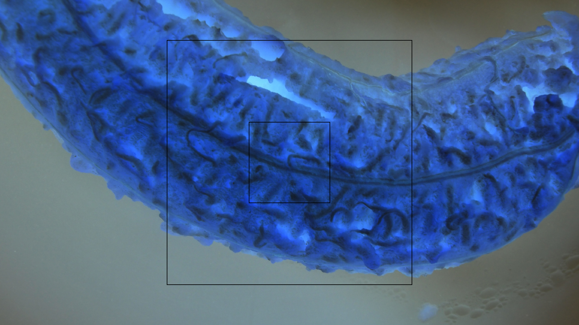 2022-10-29 07 Uhr 12 Kochbananen (Foto)