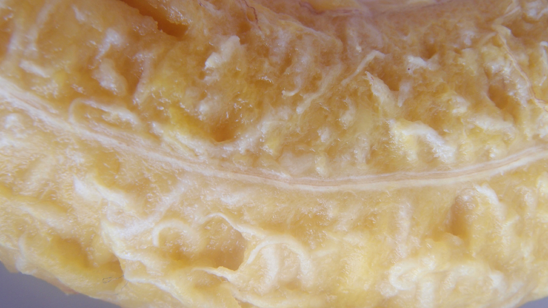 2022-10-29 07 Uhr 12 Kochbananen (Foto)