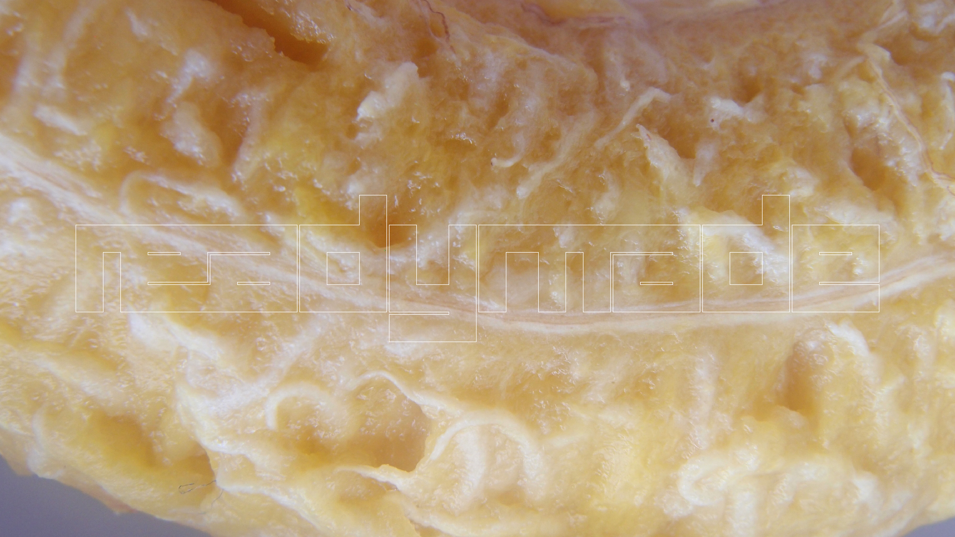 2022-10-29 07 Uhr 12 Kochbananen (Foto)