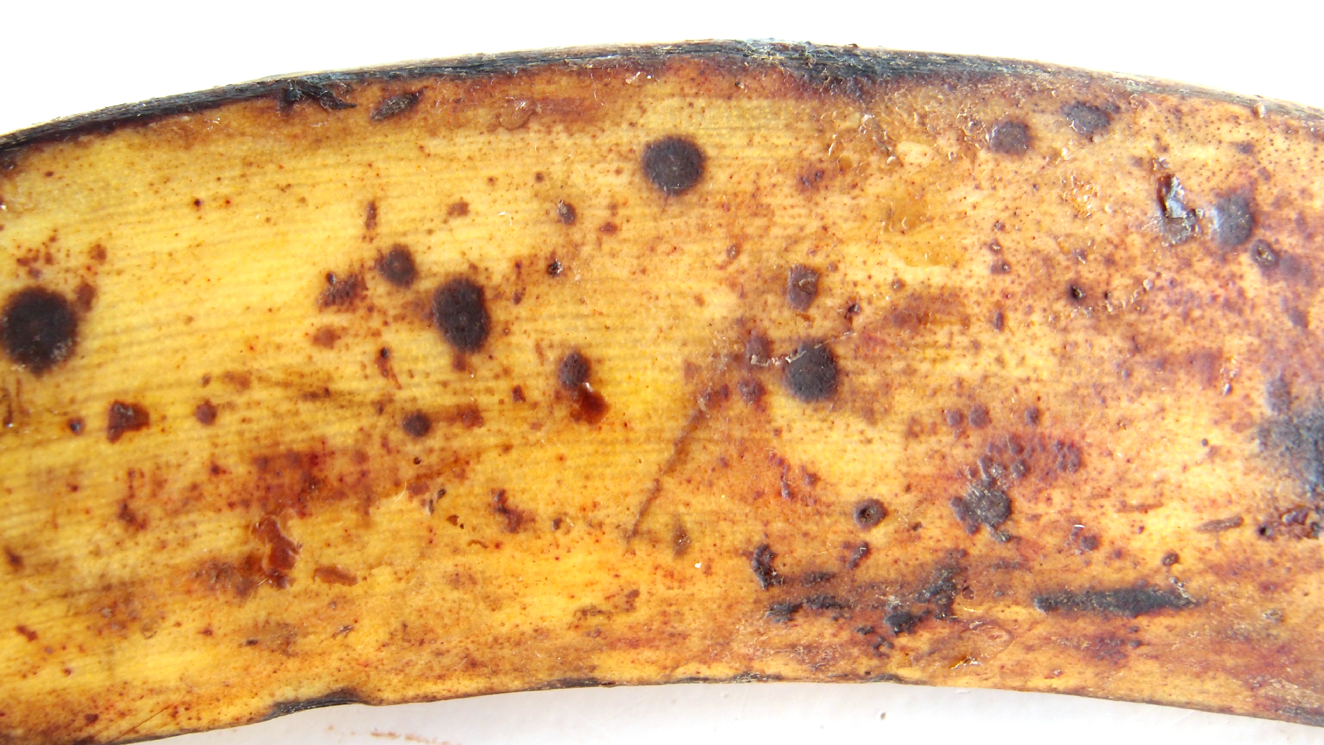 2022-10-29 07 Uhr 12 Kochbananen (Foto)