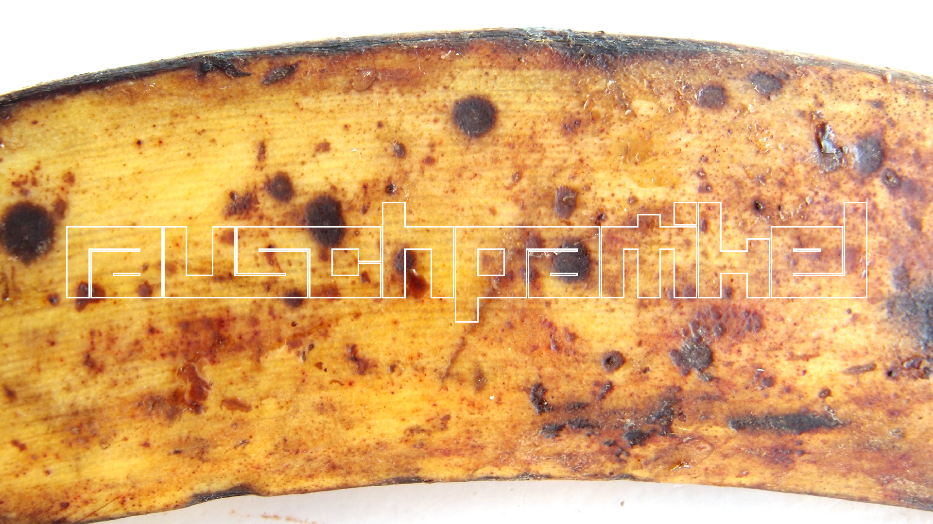 2022-10-29 07 Uhr 12 Kochbananen (Foto)