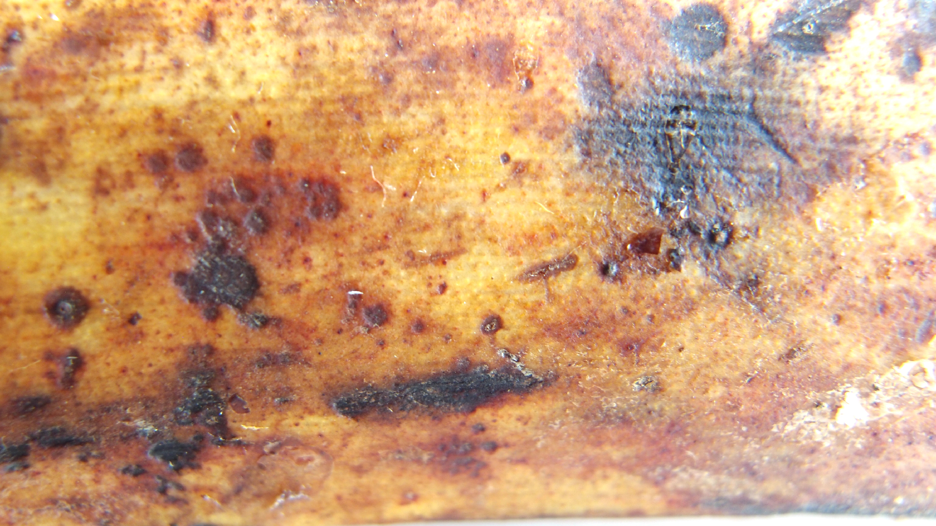 2022-10-29 07 Uhr 12 Kochbananen (Foto)