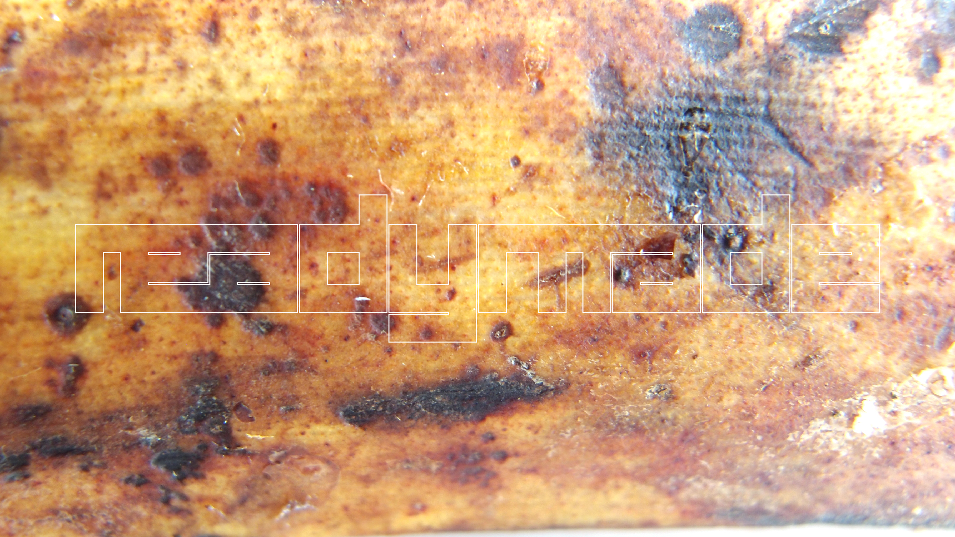 2022-10-29 07 Uhr 12 Kochbananen (Foto)