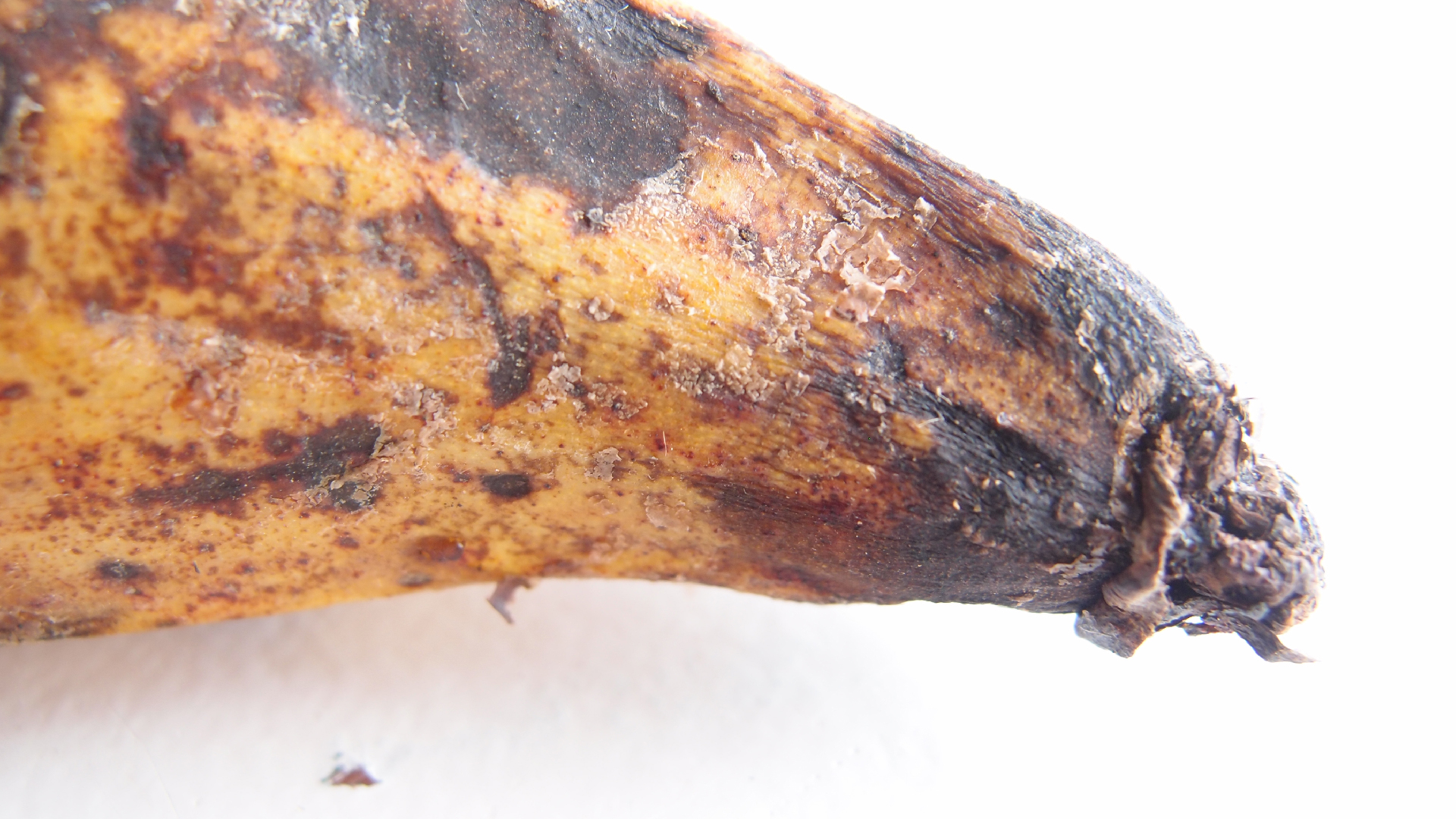 2022-10-29 07 Uhr 12 Kochbananen (Foto)