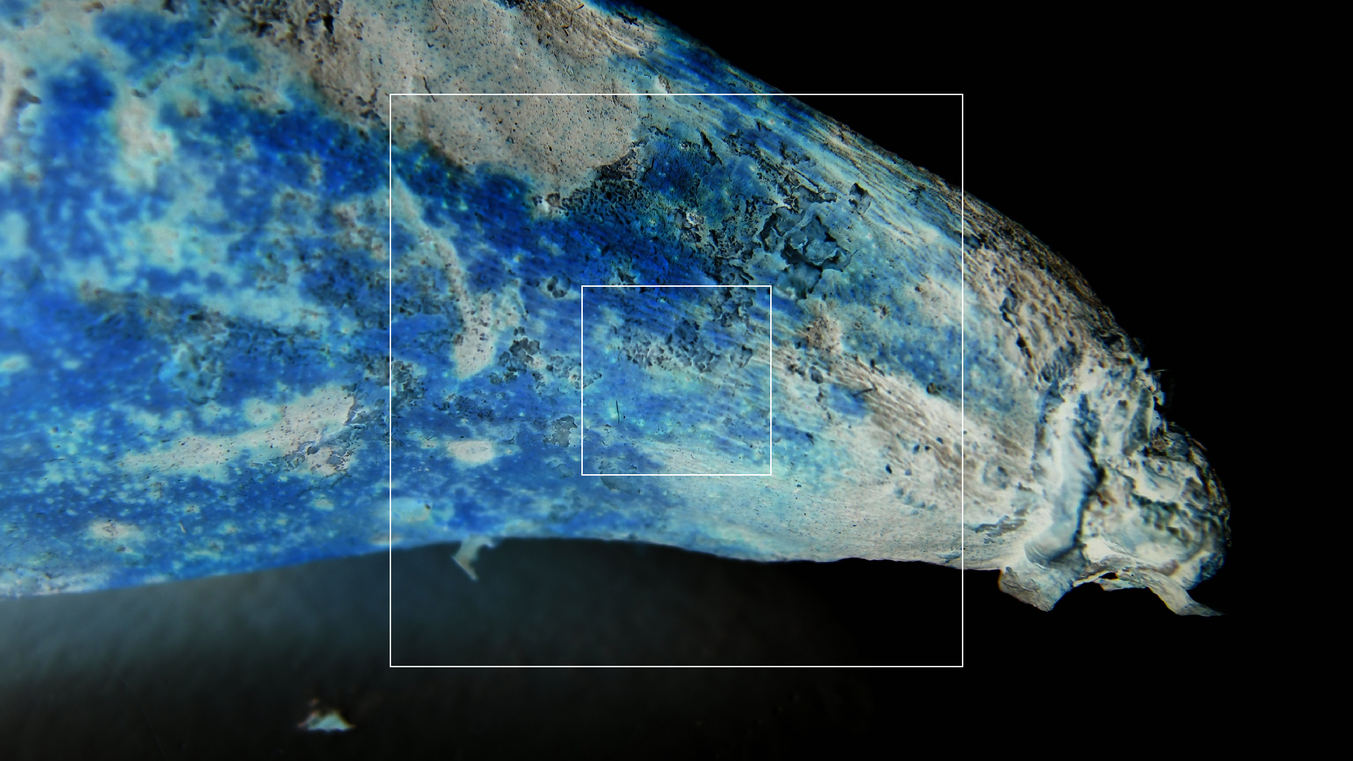 2022-10-29 07 Uhr 12 Kochbananen (Foto)