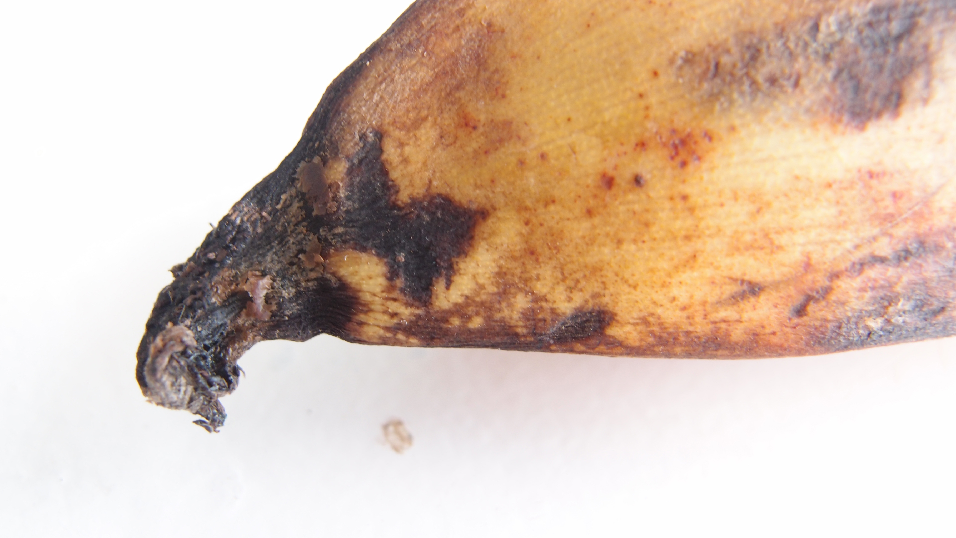 2022-10-29 07 Uhr 12 Kochbananen (Foto)