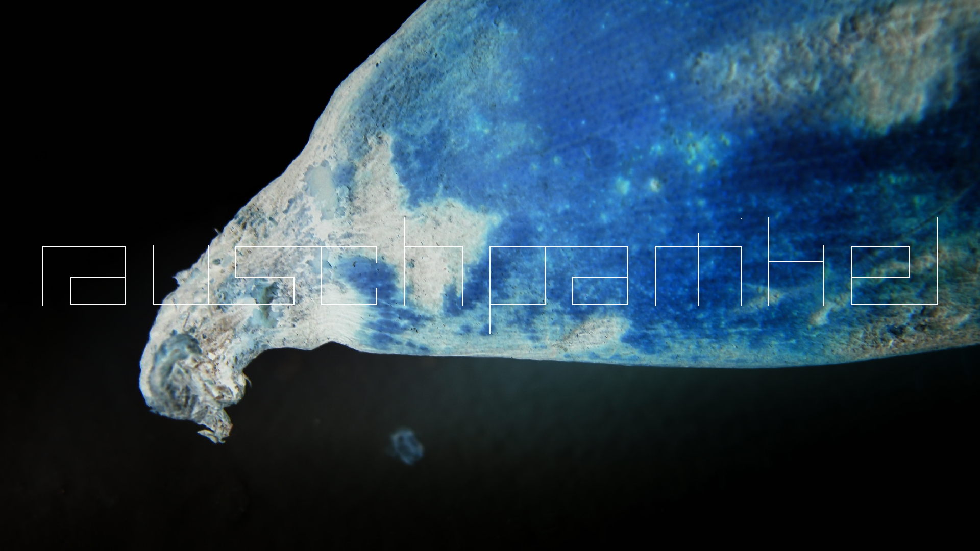 2022-10-29 07 Uhr 12 Kochbananen (Foto)