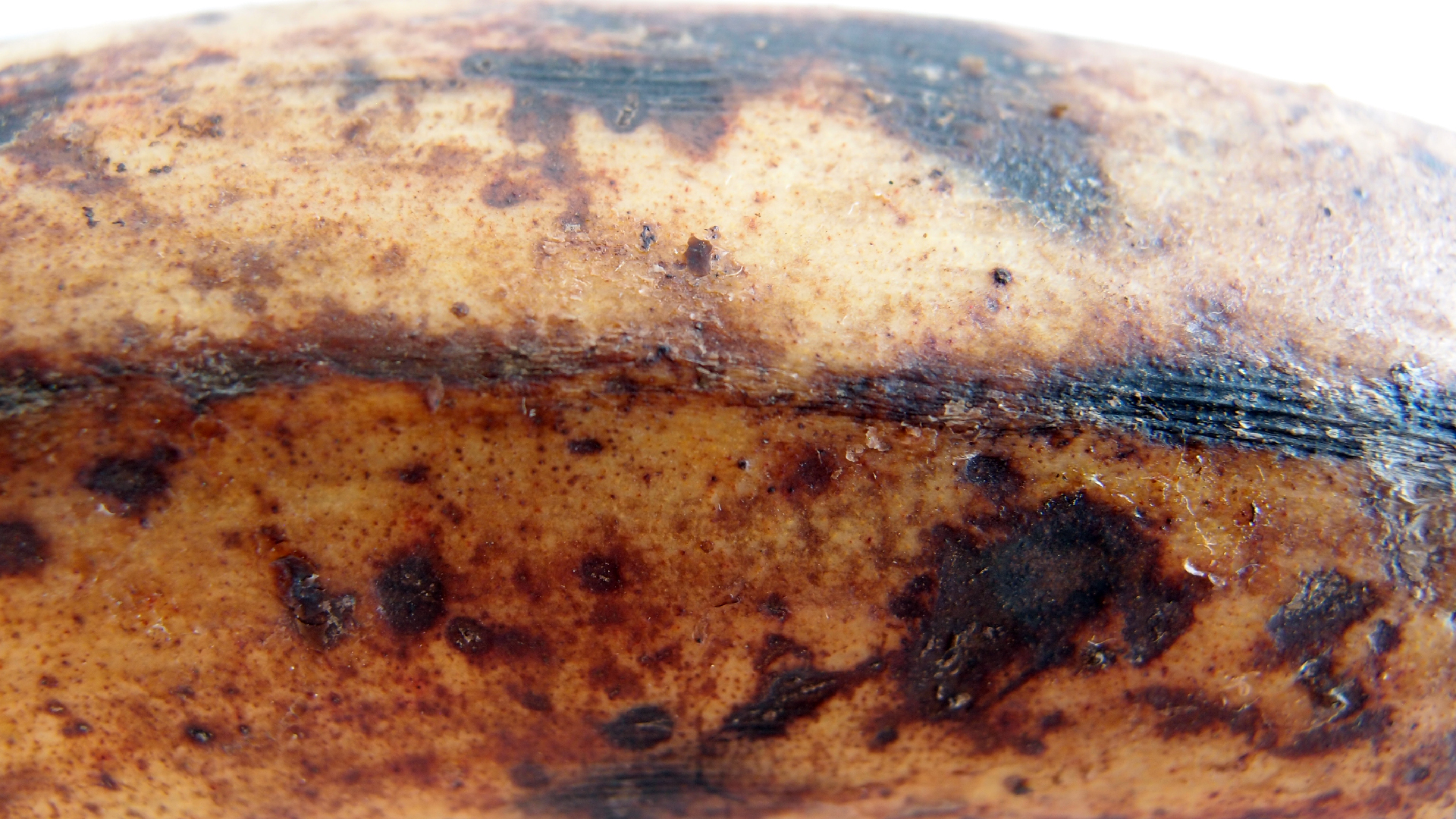 2022-10-29 07 Uhr 12 Kochbananen (Foto)