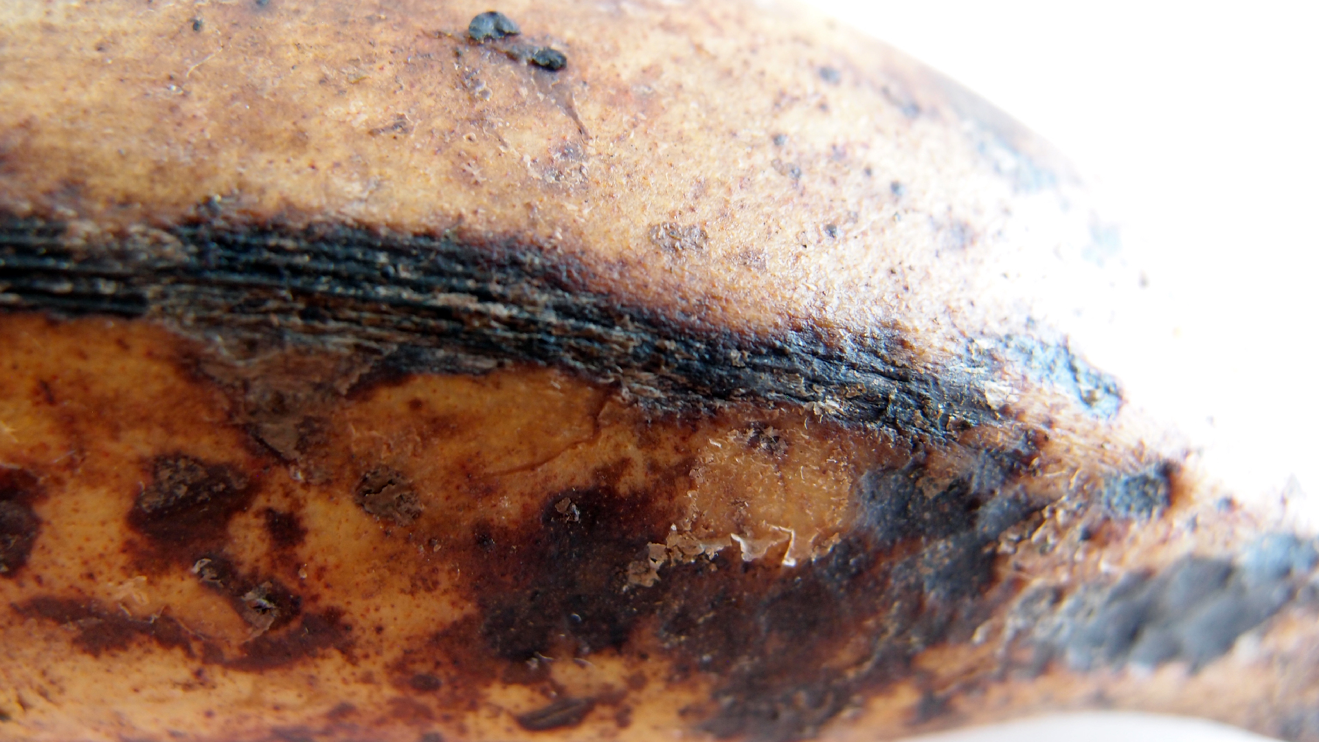 2022-10-29 07 Uhr 12 Kochbananen (Foto)