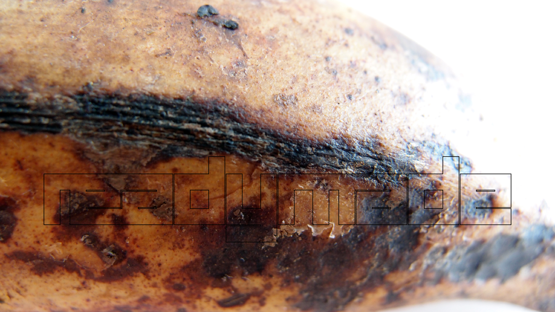 2022-10-29 07 Uhr 12 Kochbananen (Foto)