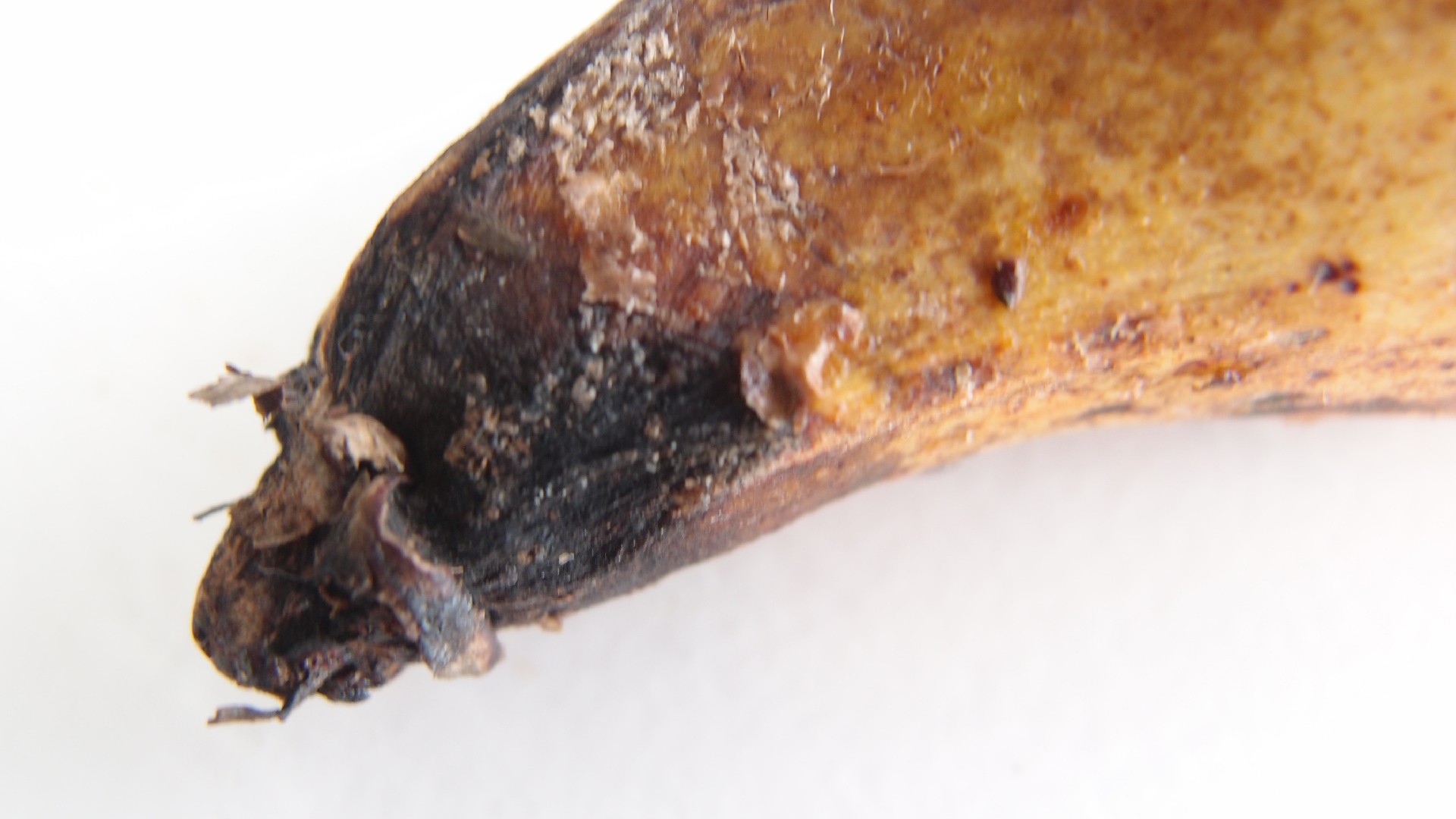 2022-10-29 07 Uhr 12 Kochbananen (Foto)