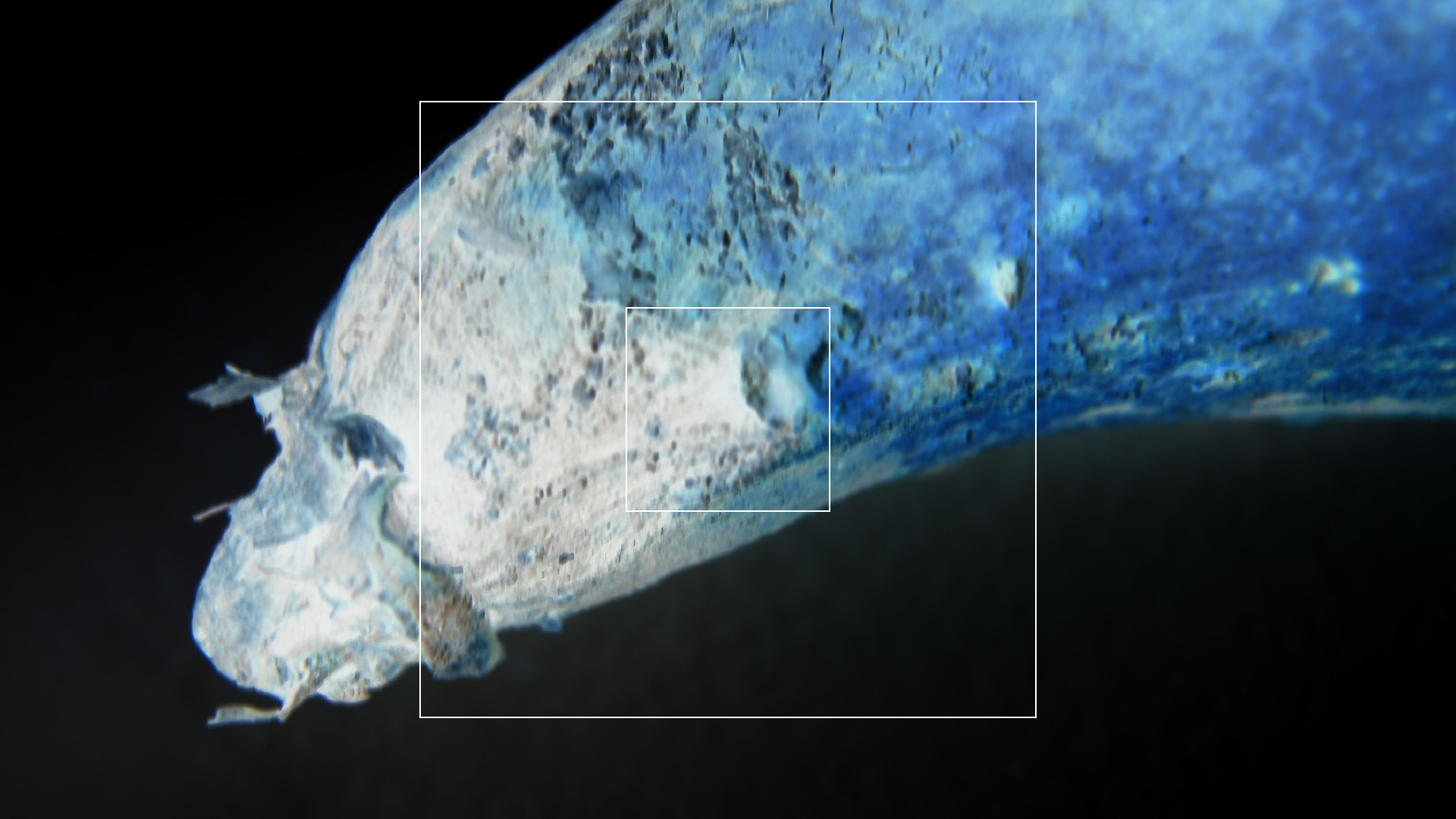 2022-10-29 07 Uhr 12 Kochbananen (Foto)