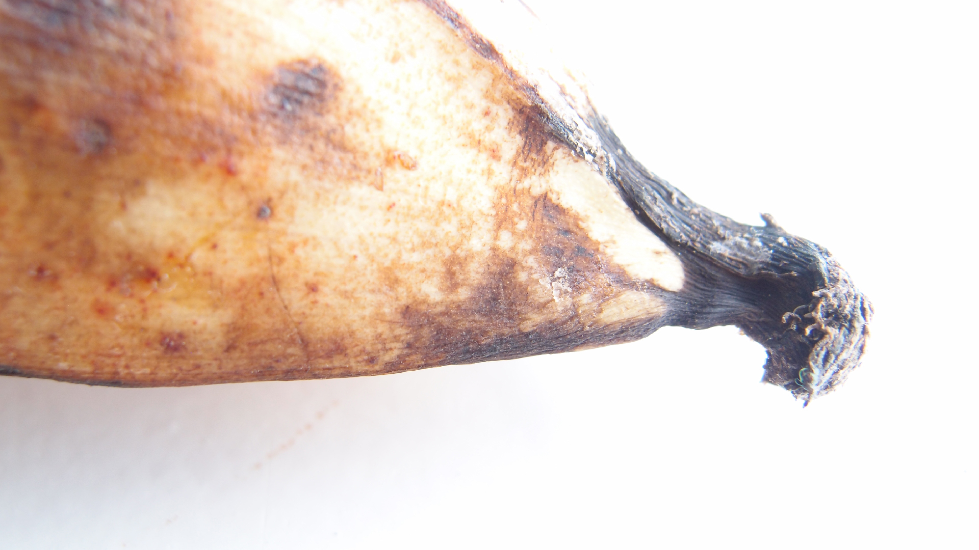 2022-10-29 07 Uhr 12 Kochbananen (Foto)