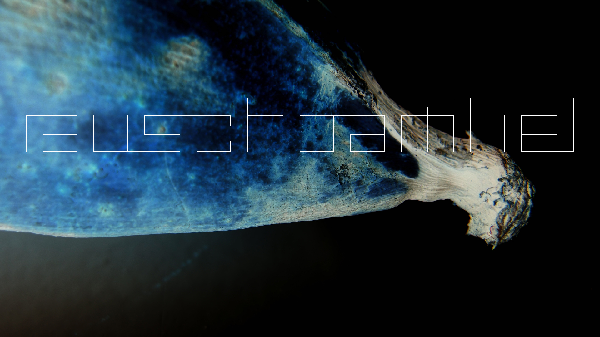 2022-10-29 07 Uhr 12 Kochbananen (Foto)