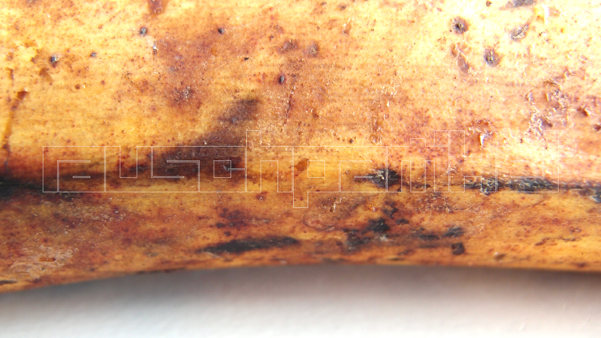 2022-10-29 07 Uhr 12 Kochbananen (Foto)