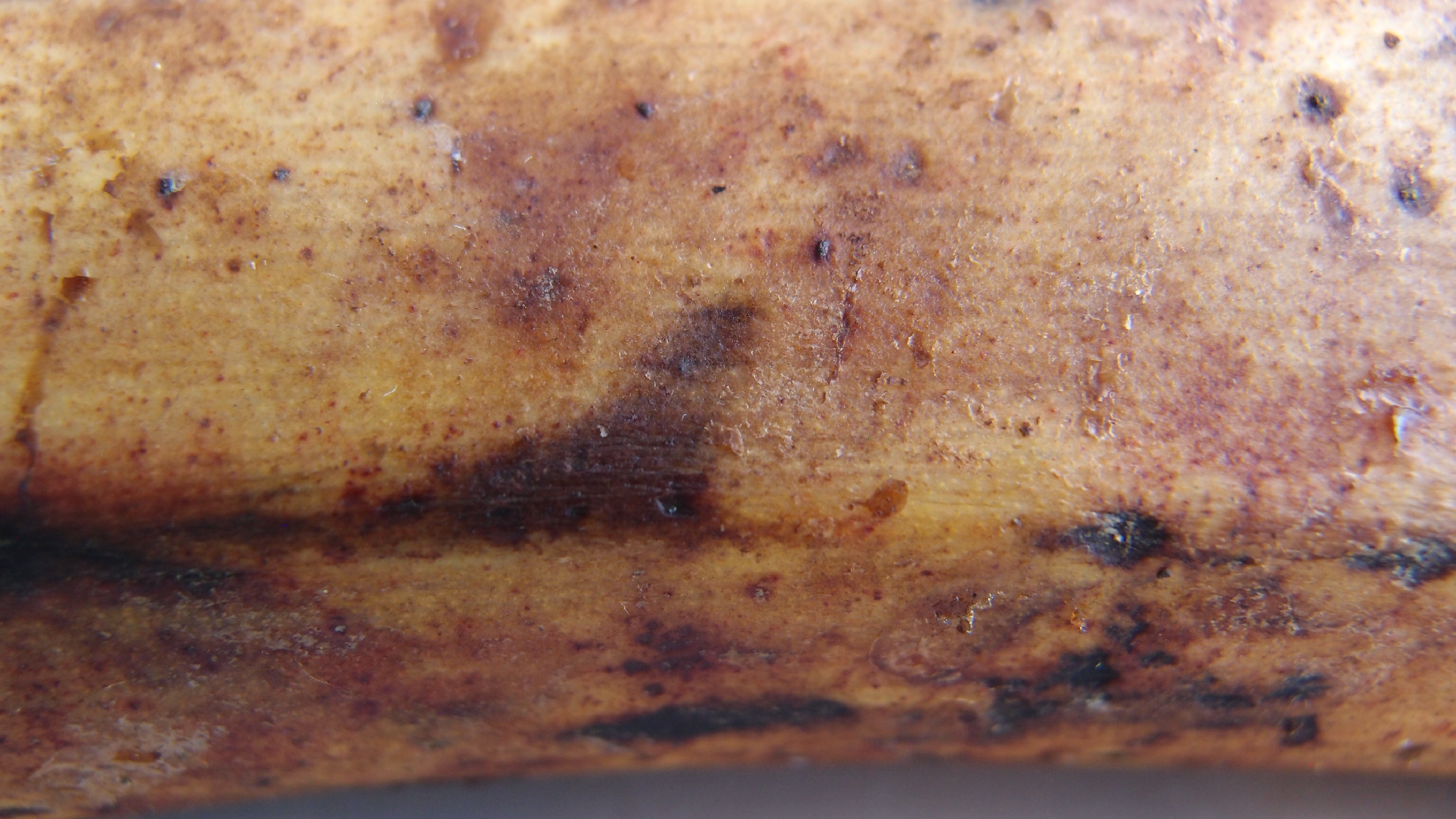 2022-10-29 07 Uhr 12 Kochbananen (Foto)