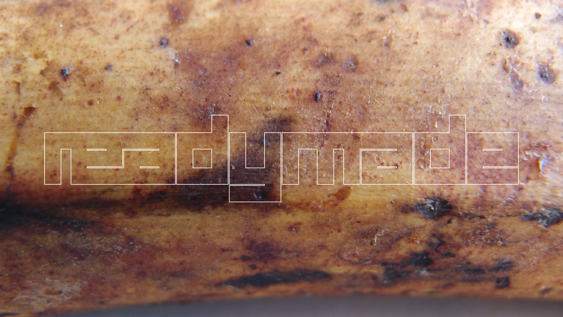 2022-10-29 07 Uhr 12 Kochbananen (Foto)