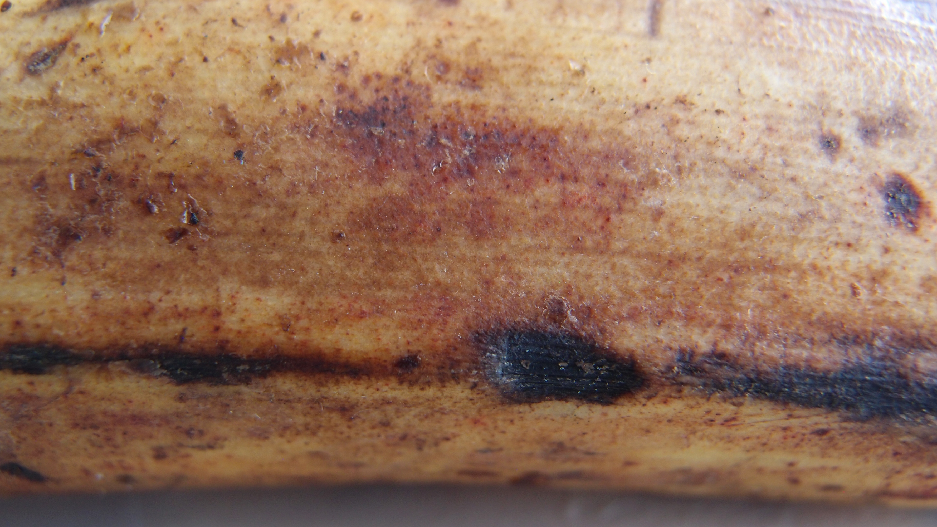 2022-10-29 07 Uhr 12 Kochbananen (Foto)