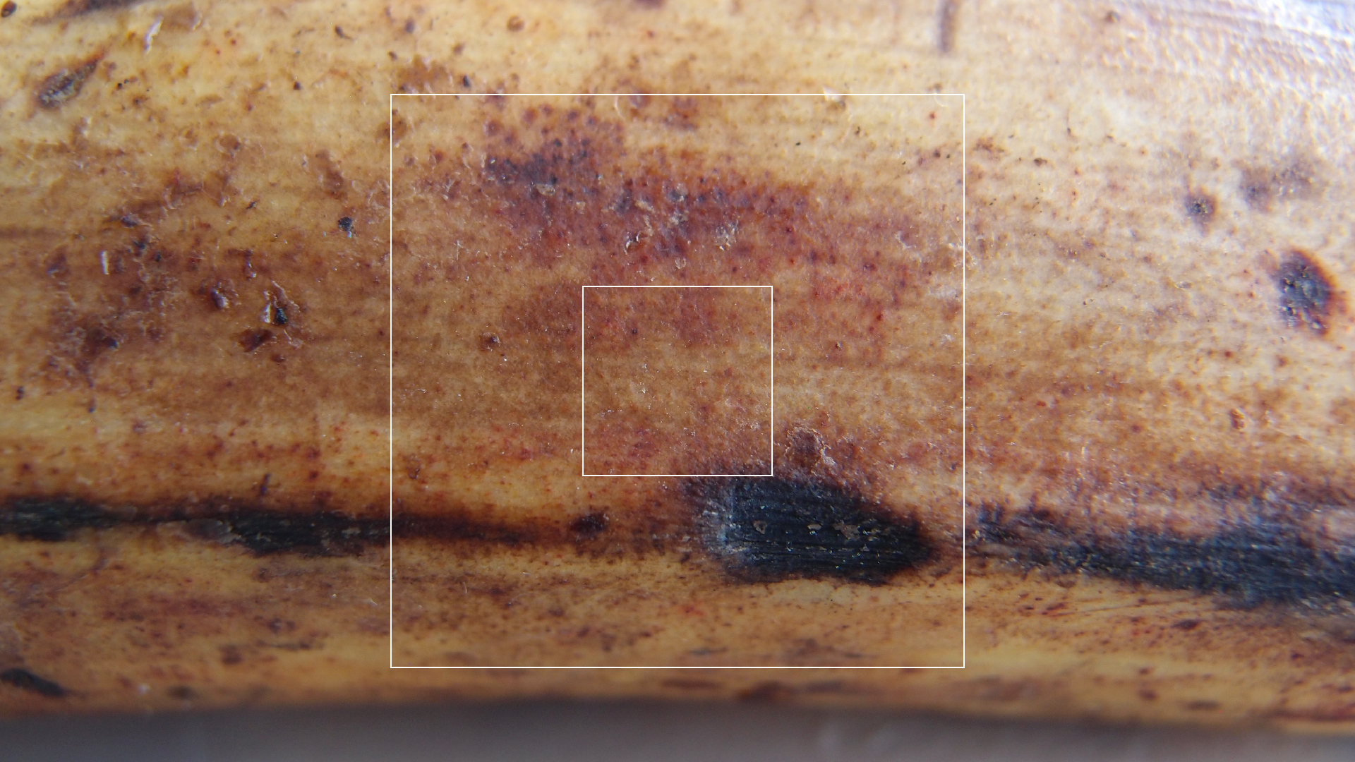 2022-10-29 07 Uhr 12 Kochbananen (Foto)