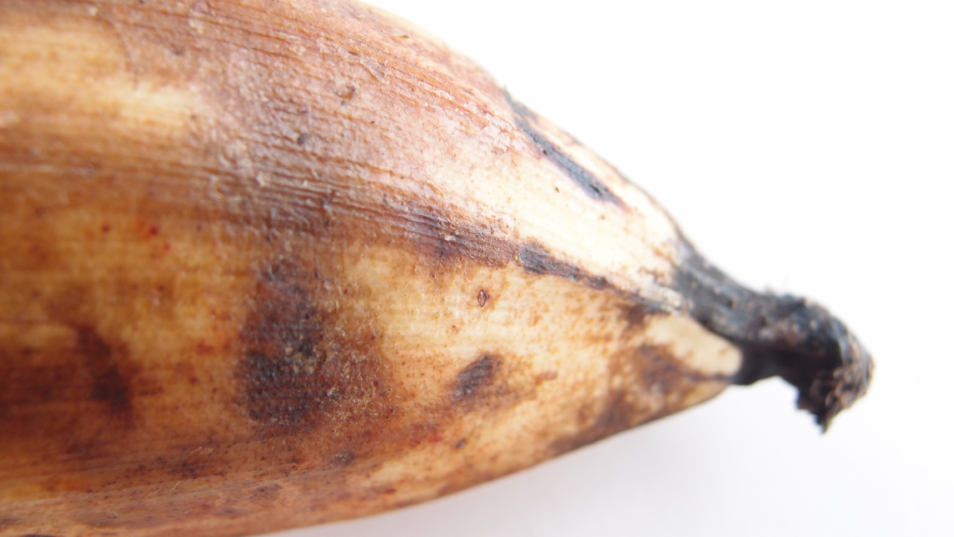 2022-10-29 07 Uhr 12 Kochbananen (Foto)