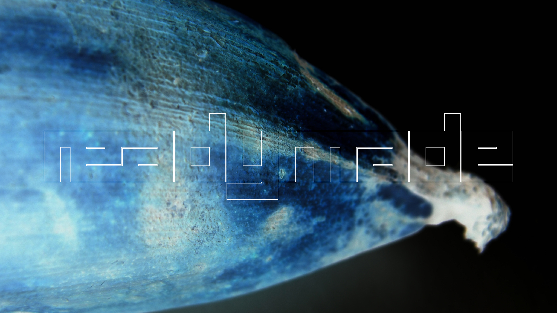 2022-10-29 07 Uhr 12 Kochbananen (Foto)