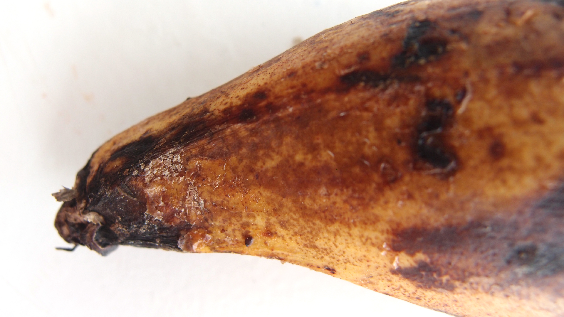 2022-10-29 07 Uhr 12 Kochbananen (Foto)