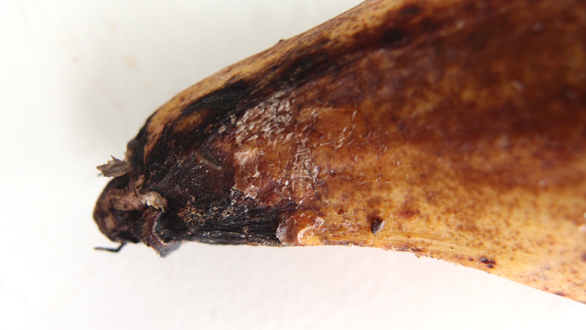 2022-10-29 07 Uhr 12 Kochbananen (Foto)