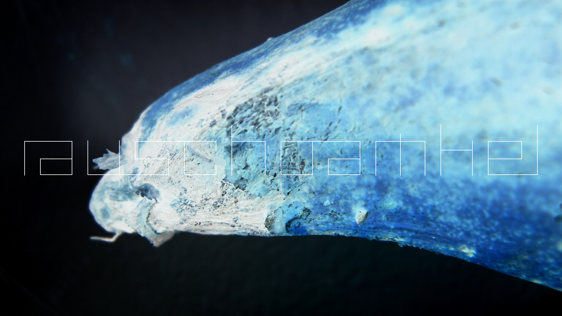 2022-10-29 07 Uhr 12 Kochbananen (Foto)