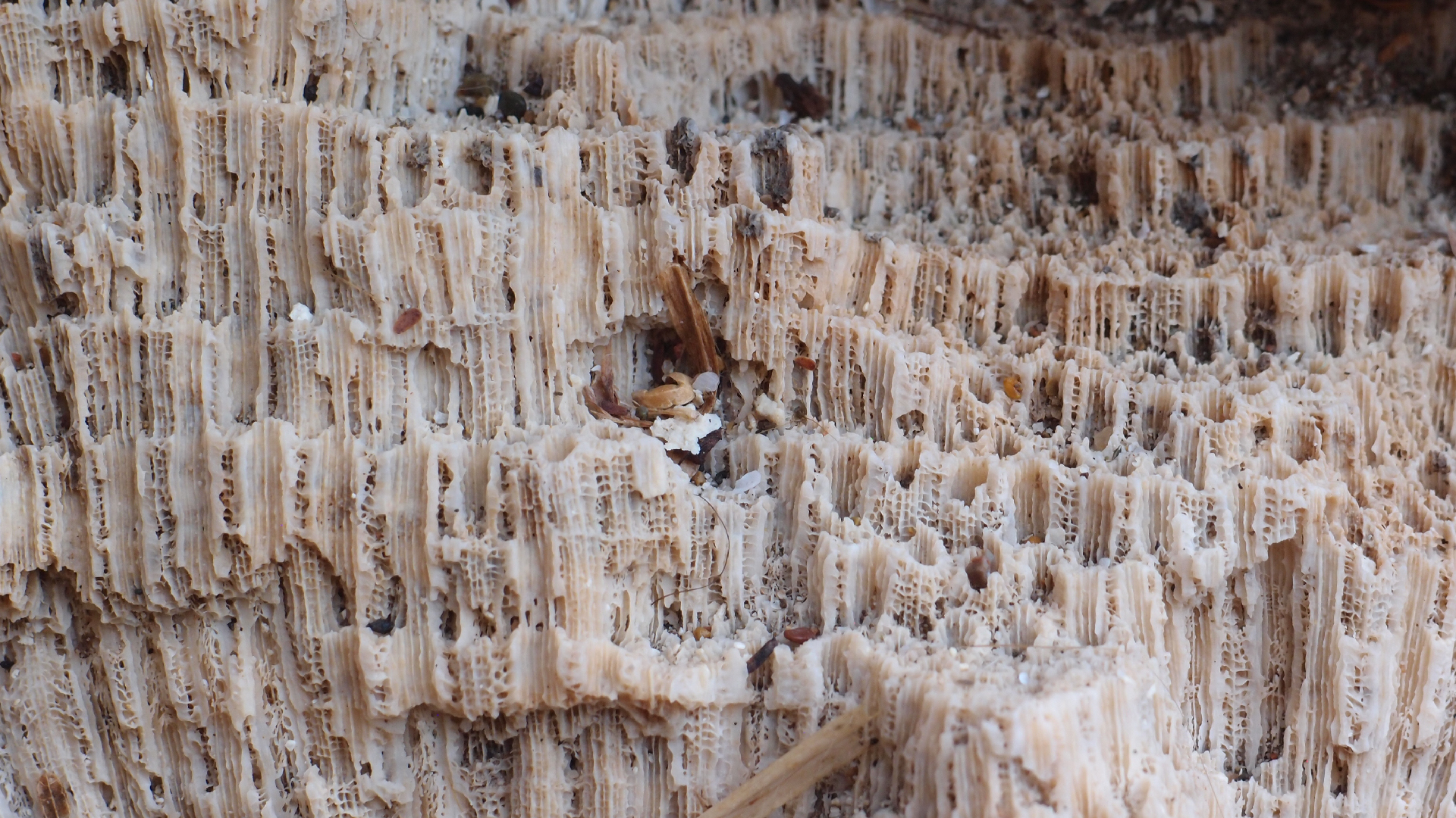 2022-10-29 10 Uhr 40 Wind - Alu (Audio, Foto, Video)