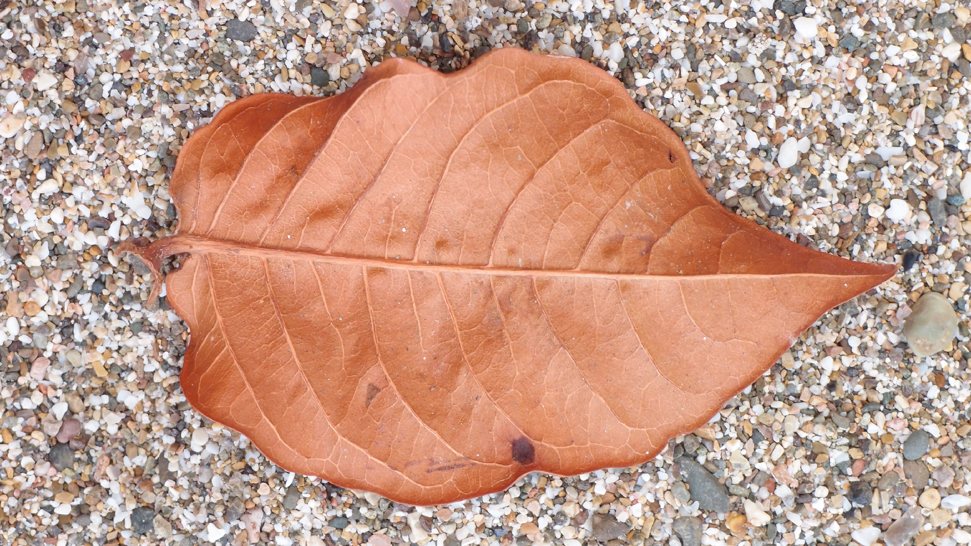 2022-10-29 10 Uhr 40 Wind - Alu (Audio, Foto, Video)