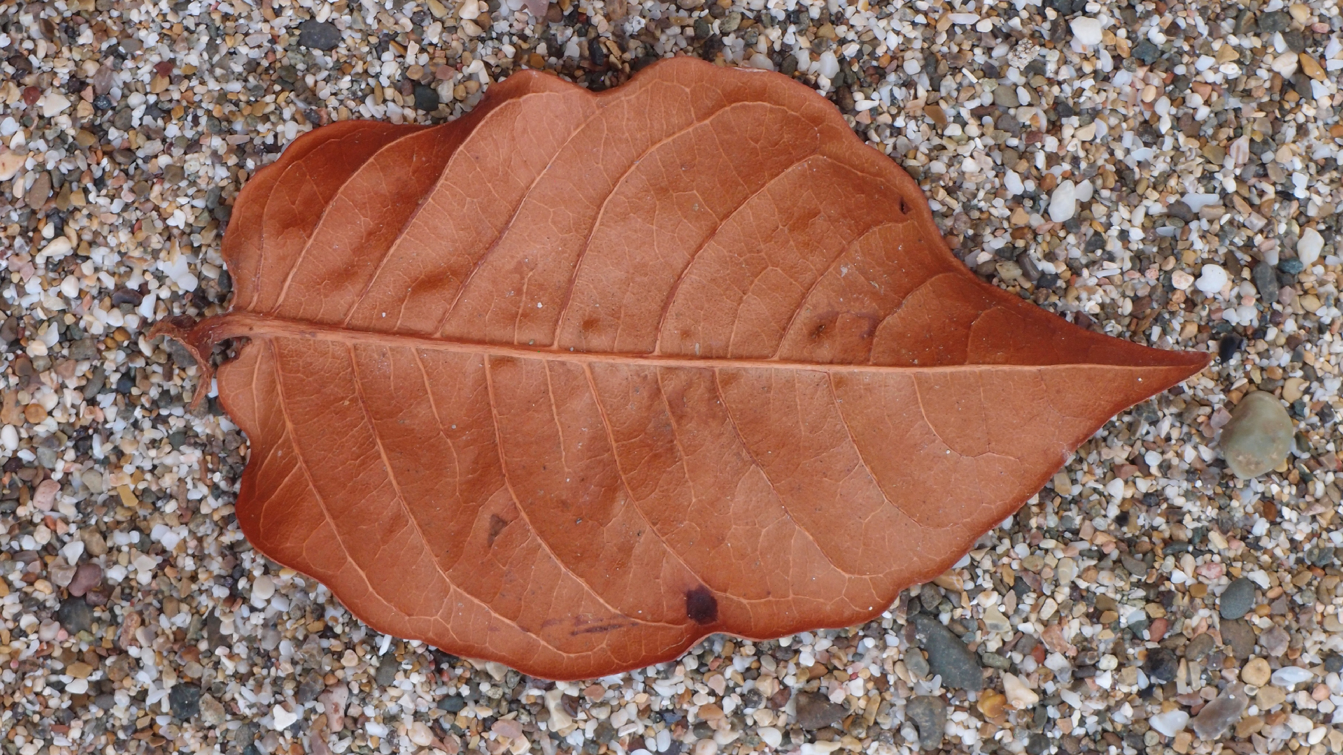 2022-10-29 10 Uhr 40 Wind - Alu (Audio, Foto, Video)