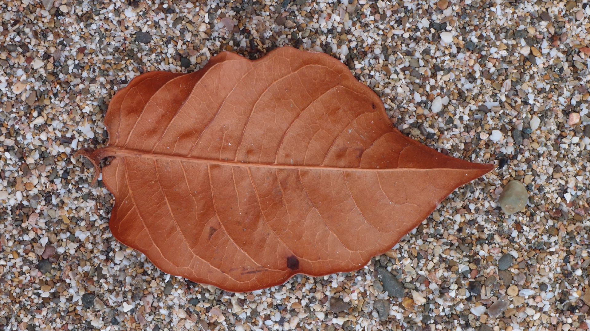 2022-10-29 10 Uhr 40 Wind - Alu (Audio, Foto, Video)