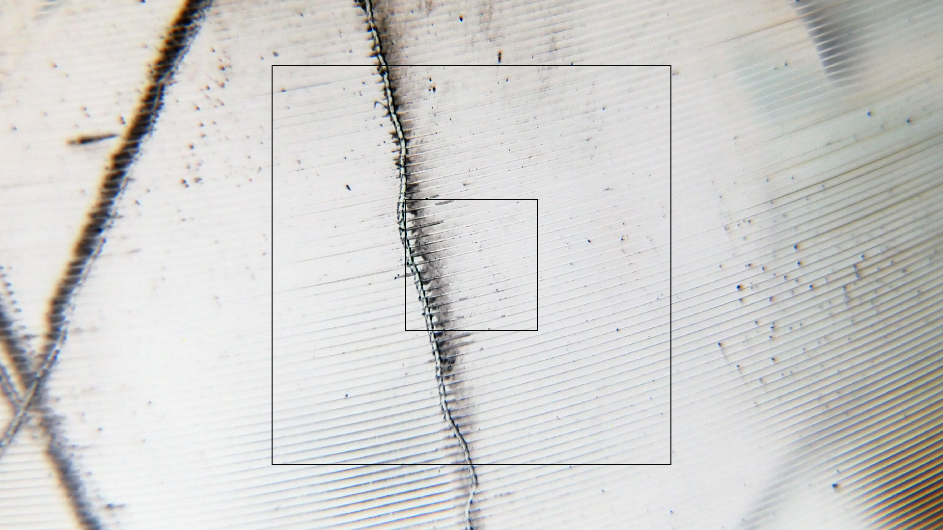 2023-02-03 wendelrekords 4, 2. Entwurf Etiketten (Foto Grafik)