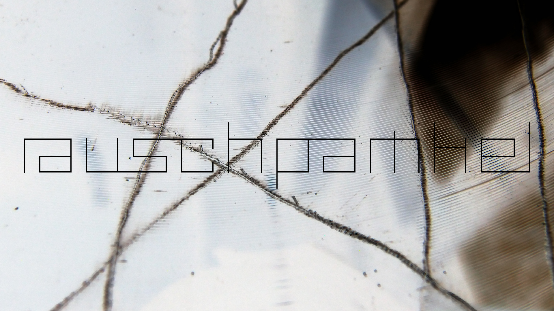 2023-02-03 wendelrekords 4, 2. Entwurf Etiketten (Foto Grafik)