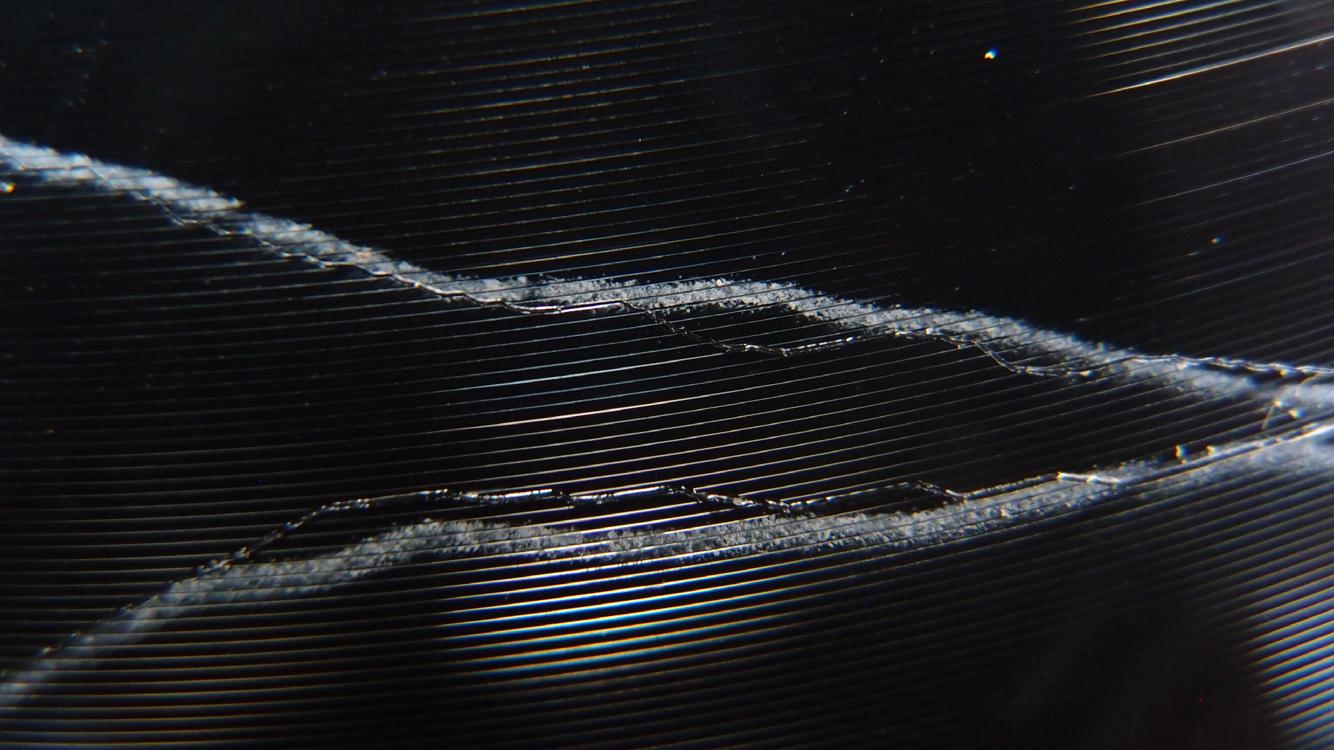 2023-02-03 wendelrekords 4, 2. Entwurf Etiketten (Foto Grafik)