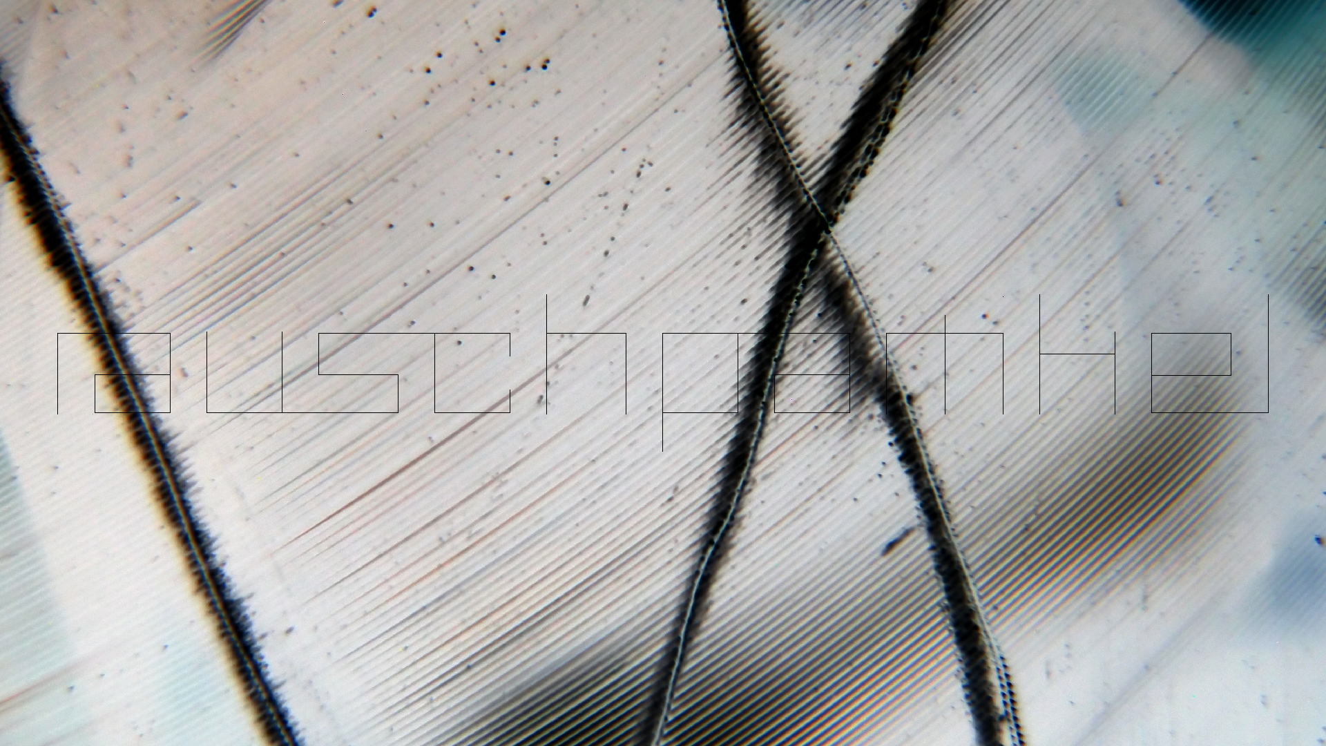 2023-02-03 wendelrekords 4, 2. Entwurf Etiketten (Foto Grafik)