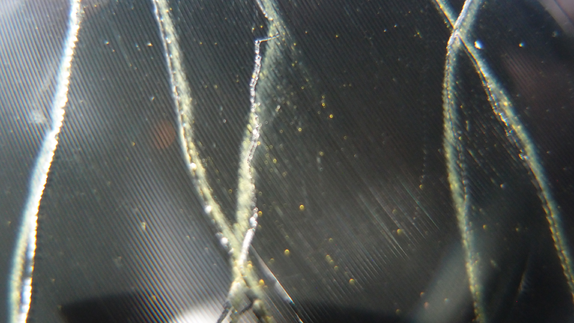 2023-02-03 wendelrekords 4, 2. Entwurf Etiketten (Foto Grafik)