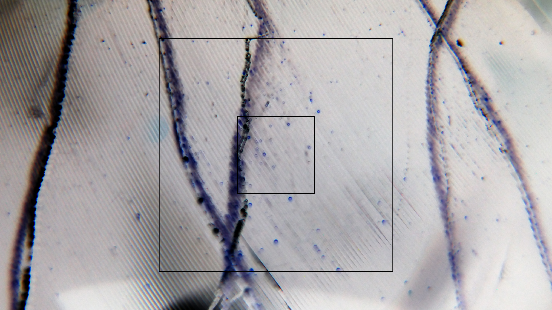 2023-02-03 wendelrekords 4, 2. Entwurf Etiketten (Foto Grafik)