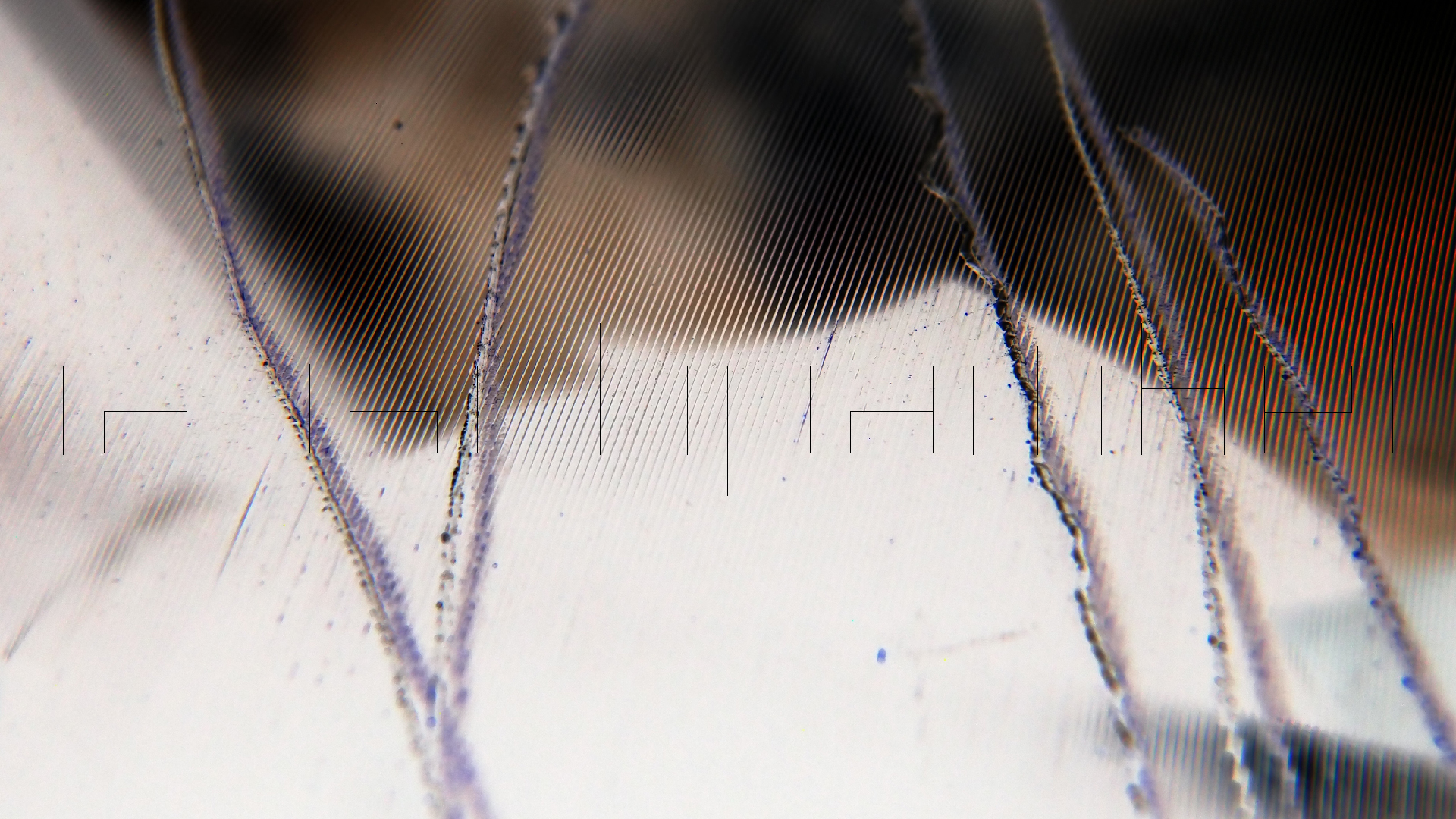 2023-02-03 wendelrekords 4, 2. Entwurf Etiketten (Foto Grafik)