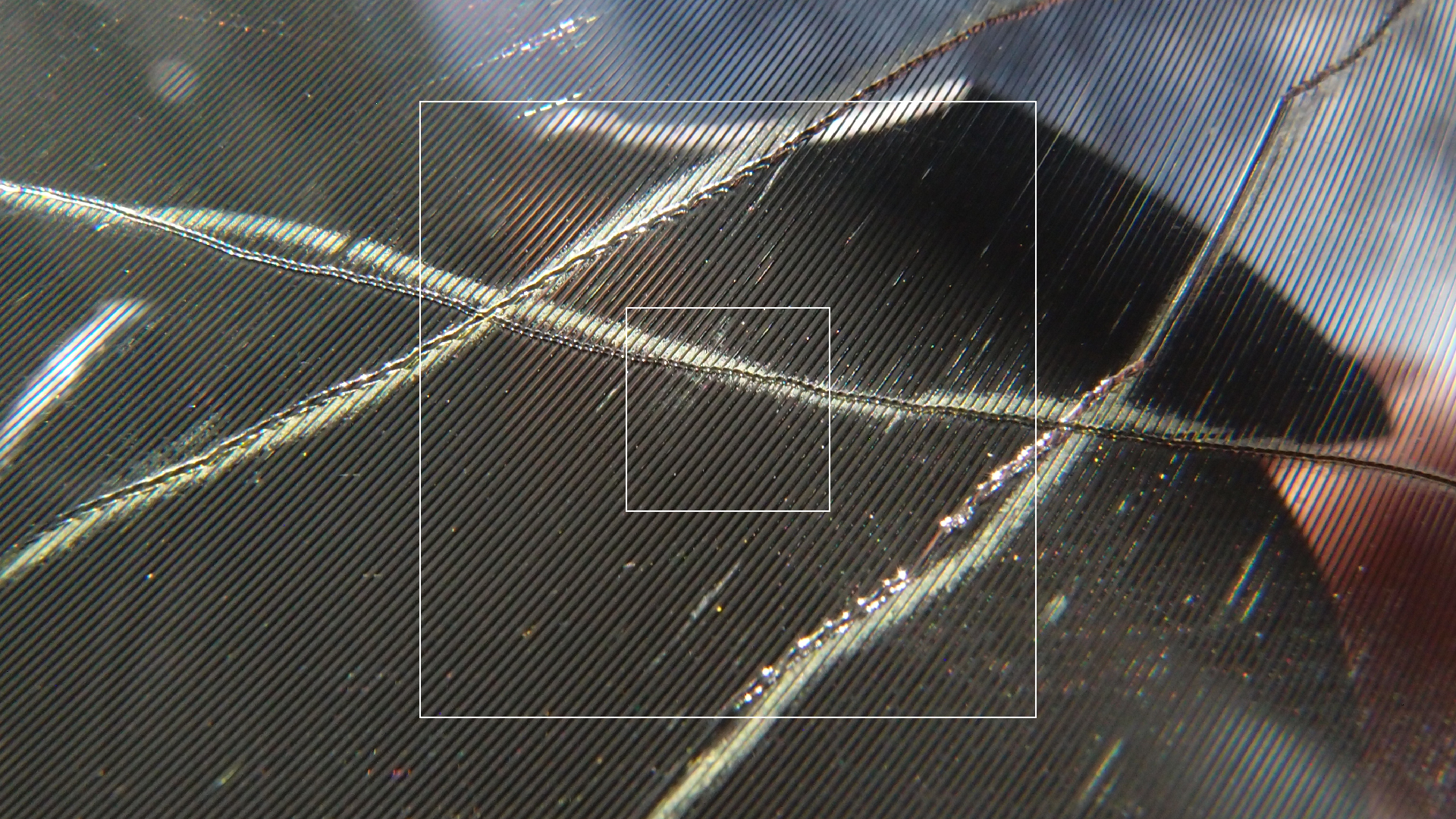 2023-02-03 wendelrekords 4, 2. Entwurf Etiketten (Foto Grafik)