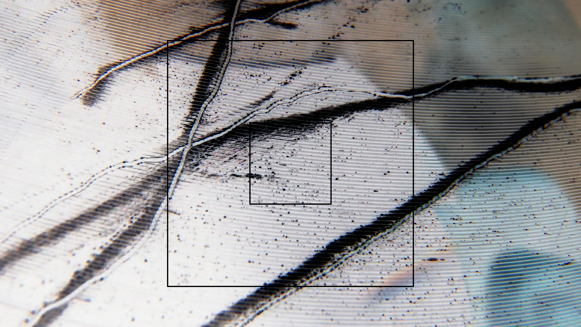 2023-02-03 wendelrekords 4, 2. Entwurf Etiketten (Foto Grafik)