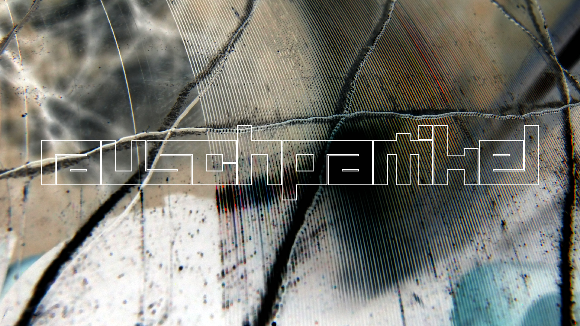 2023-02-03 wendelrekords 4, 2. Entwurf Etiketten (Foto Grafik)