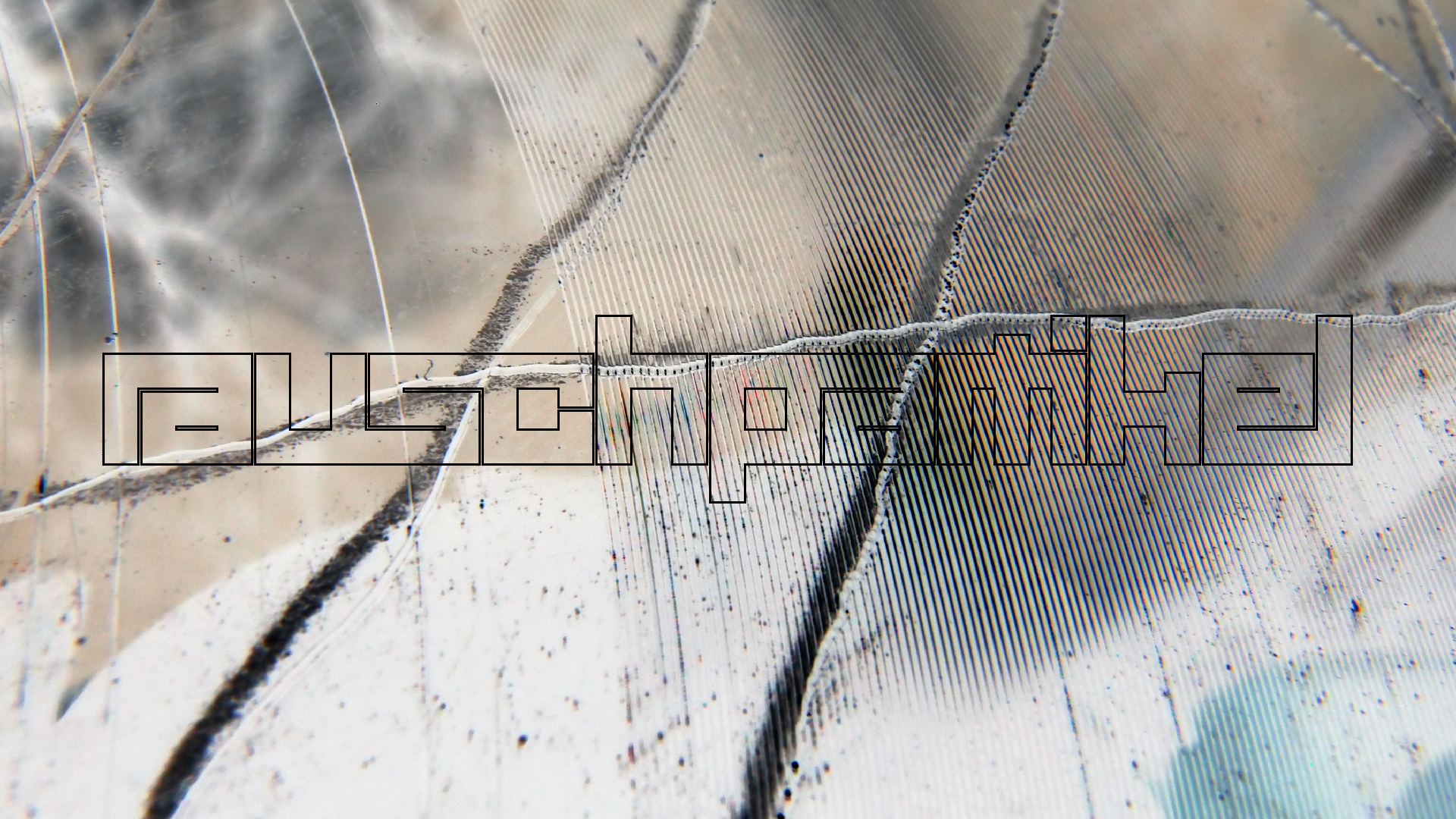 2023-02-03 wendelrekords 4, 2. Entwurf Etiketten (Foto Grafik)