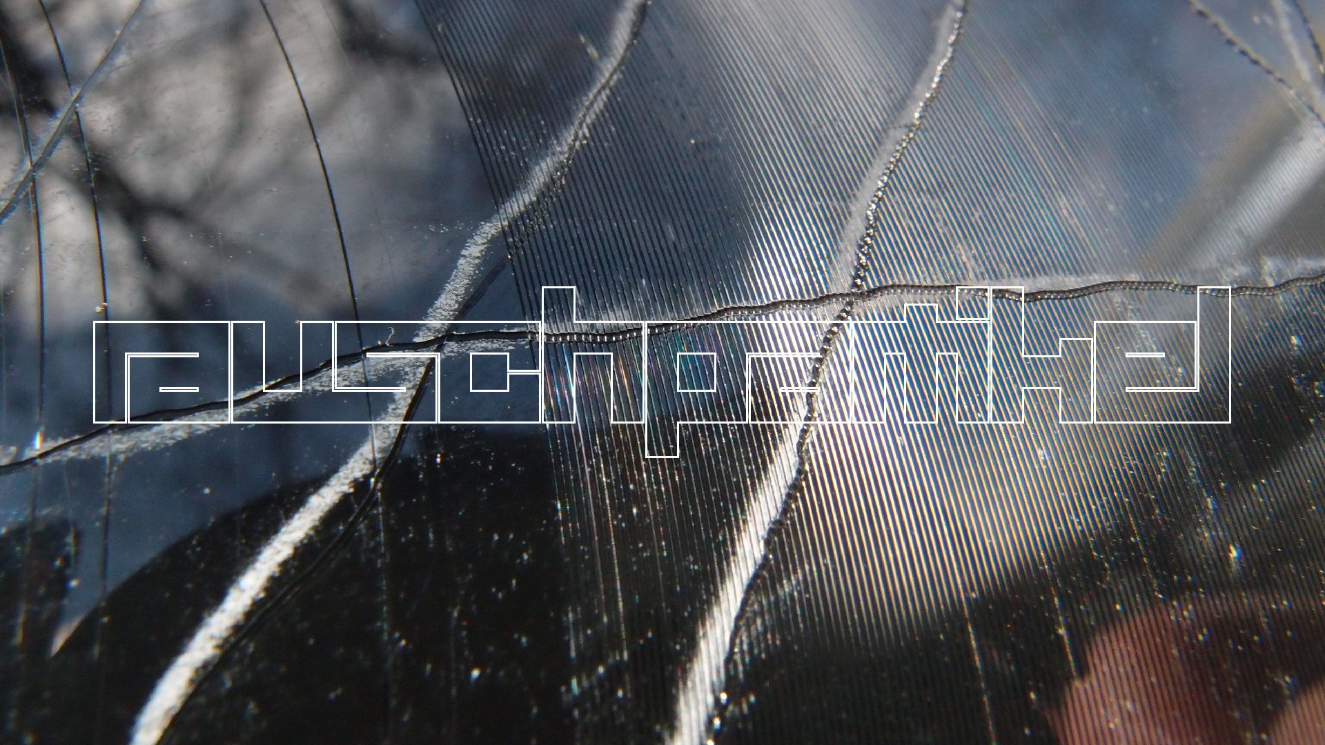 2023-02-03 wendelrekords 4, 2. Entwurf Etiketten (Foto Grafik)